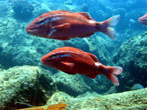 kumu fish|OI of HPU Focuses on Rejuvenating Prized Hawaiian Fish.